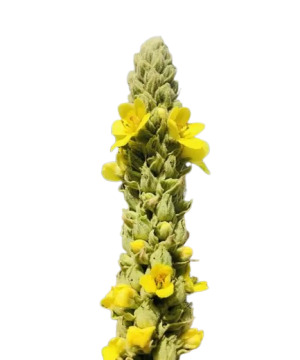 Mullein