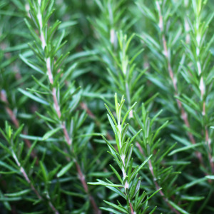 Rosemary