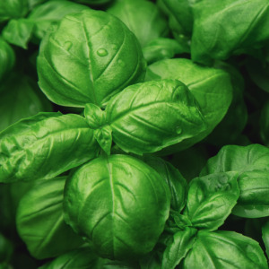 Basil