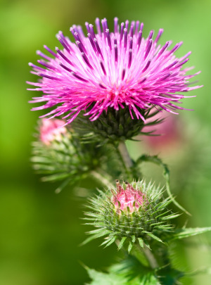 Milk Thistle Extract