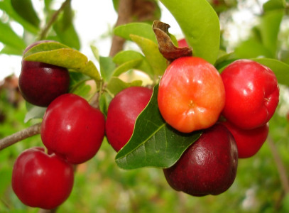 Acerola Extract
