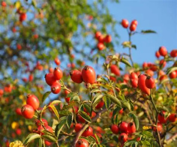 Rosehip Extract