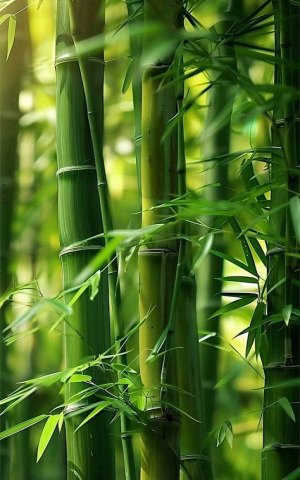 Bamboo Extract