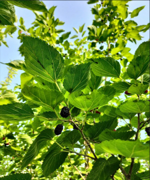 Mulberry Leaf Extract