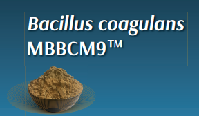 Bacillus coagulans MBBCM9™