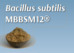 Bacillus subtilis MBBSM12®