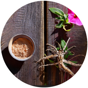 Harpagophytum extract