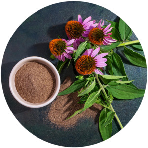 Echinacea extract