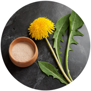 Dandelion extract