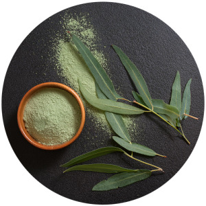 Eucalyptus extract