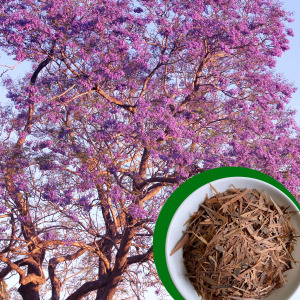 Lapacho / Pau D' Arco