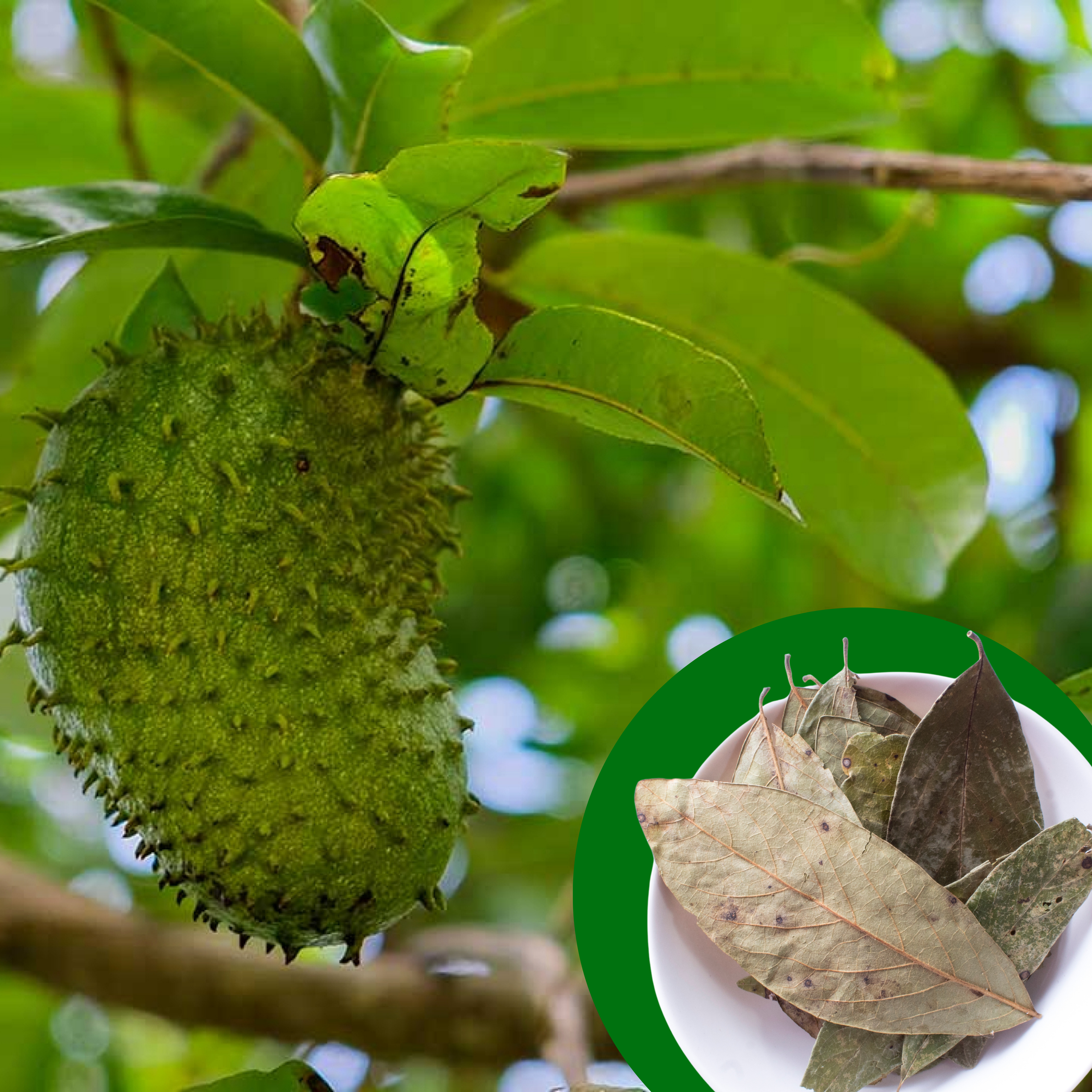 Soursop