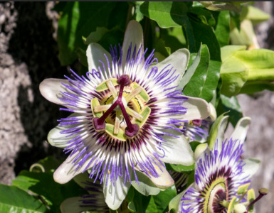Passion Flower Extract