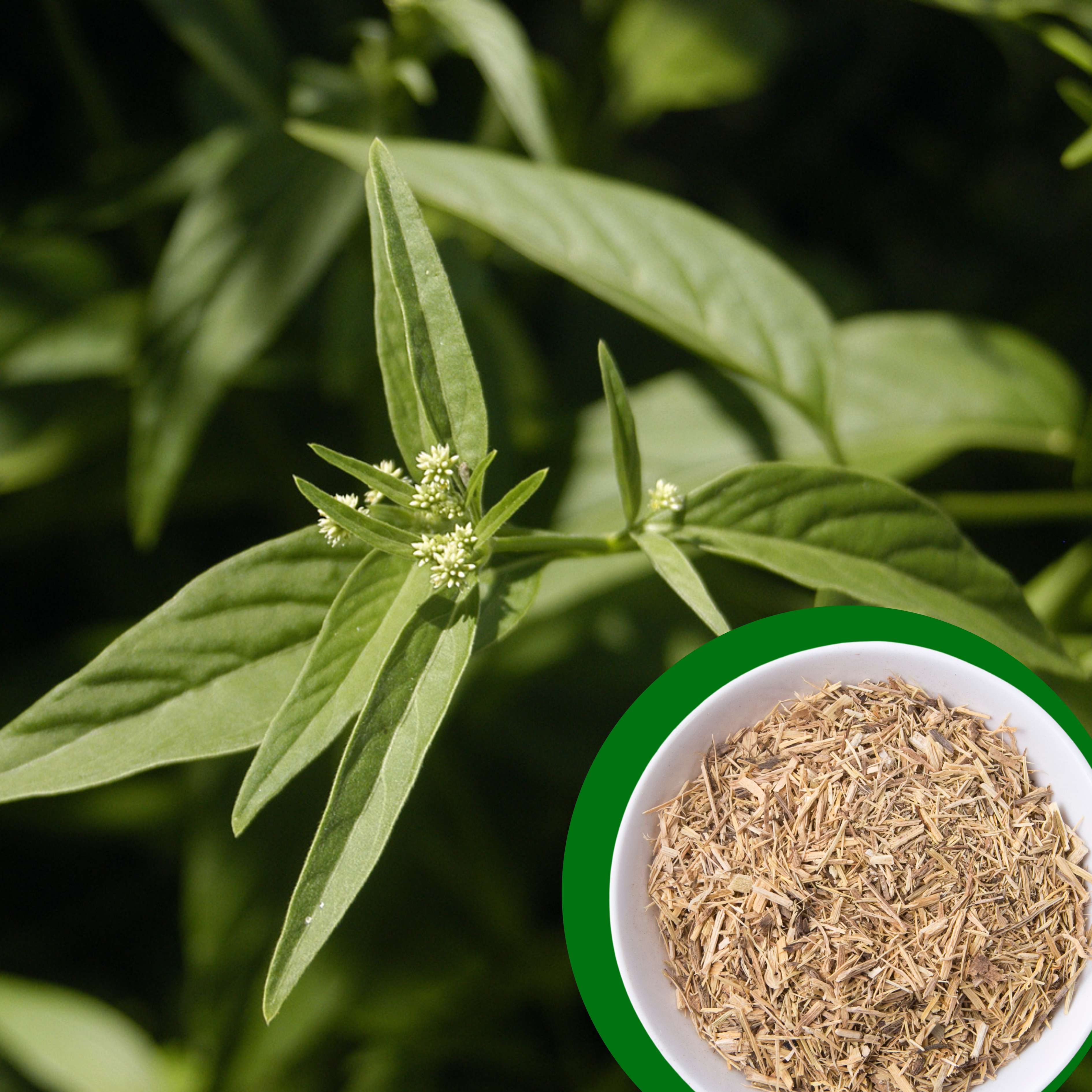 Suma Root (Brazilian Ginseng)