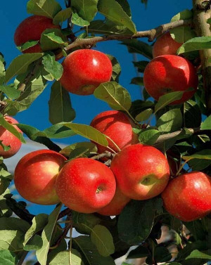 Apple Extract
