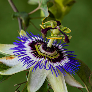 OPTISOLV® Passiflora