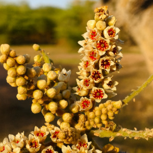 OPTISOLV® Boswellia