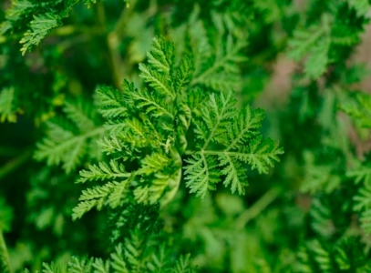 Artemisia Annua Extract
