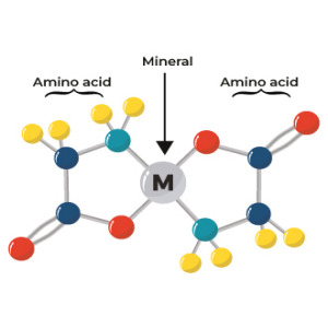 Chelated Minerals