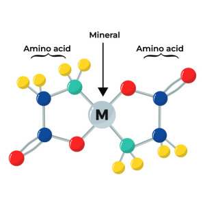Chelated Minerals