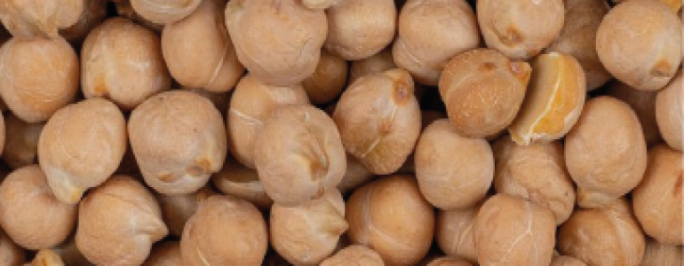 Chickpea protein