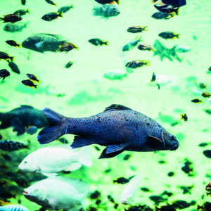 Customised Marine Collagen Peptides