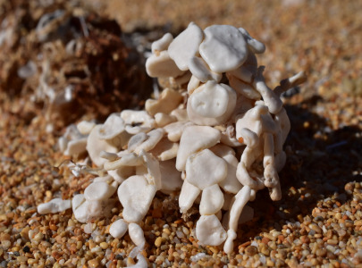 Algae Calcium Powder – ALGACAL