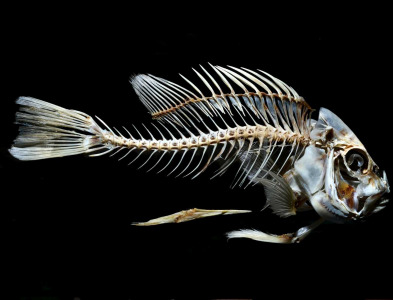 Phoscal Fish Bone Calcium – PHOSCAL