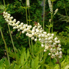 Black Cohosh Extract