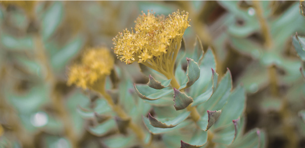 Rhodiola Rosea Extract