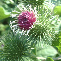 Burdock Extract