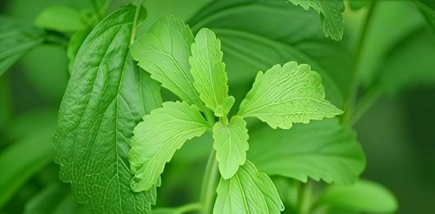 Stevia Sweeteners