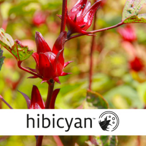 Hibicyan™ to support blood flow with its anthocyanins content