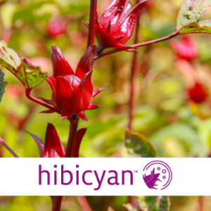 Hibicyan™ to support blood flow with its anthocyanins content