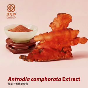 Antrodia camphorata extract