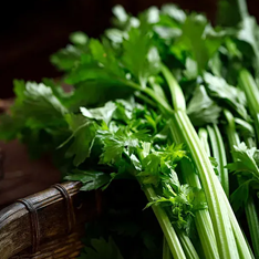 Celery Extract