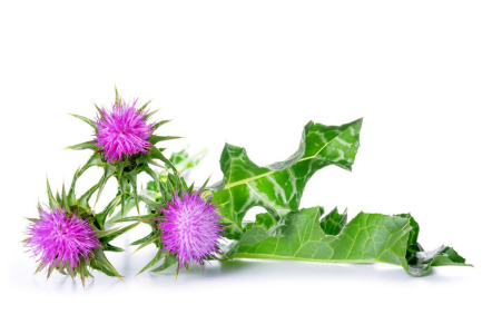 Milk thistle extract / Silymarin