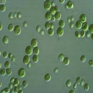 Organic Chlorella Powder