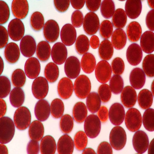 Haematococcus powder