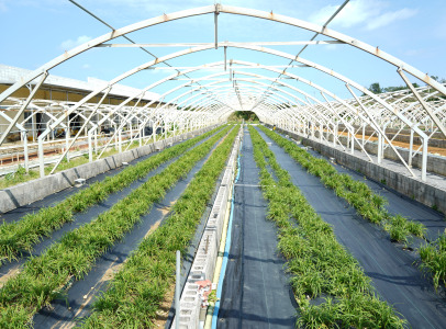 Customize Your Products with Exclusive Ingredients from Our Own Farm in Okinawa