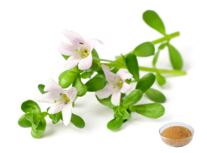 Bacopa Monnieri Extract | 50% Bacopa Saponins | Cognitive Health Support | PAHs & Heavy Metal Compliant | Bulk Supply