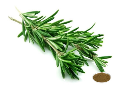 Rosemary Extract 5% Carnosic Acid | Natural Food Antioxidant | Oil Soluble | Clean Label Preservative