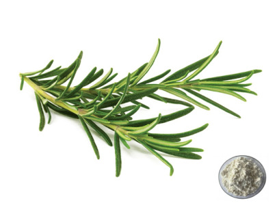 Natural Preservative & Antioxidant Solutions (Rosemary Extract & Ferulic Acid) | Green Spring Technology