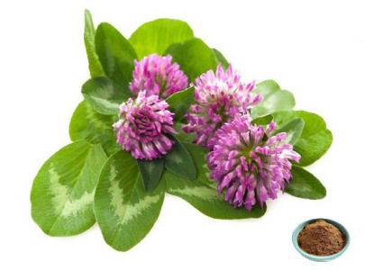 Alfalfa P.E. 40% Saponins | Standardized Plant Extract | Non-GMO | Green Spring Technology