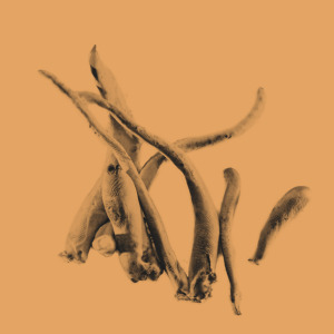 NordRelease® Cordyceps Extract Powder