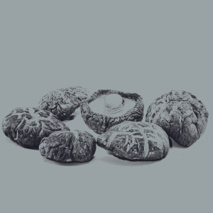 NordRelease® Shiitake Organic Extract Powder & Liquid Extract