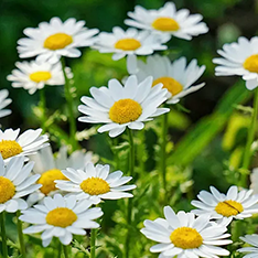 Chamomile Extract