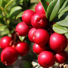 Chasteberry Extract
