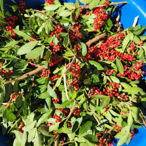Pink peppercorn