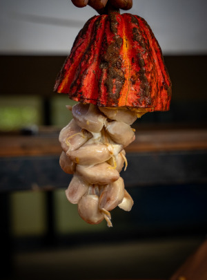 Madagascar cacao beans